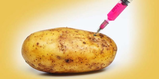 potato science