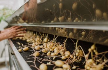Agronico