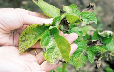 Blight