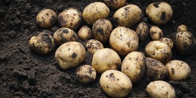 potato seeds