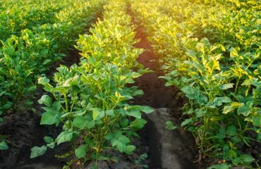 potato crop