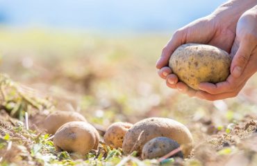 Seed Potatoes