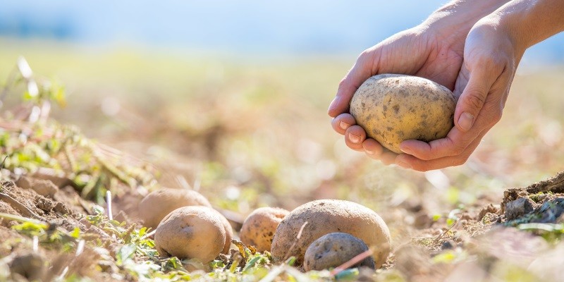 Seed Potatoes