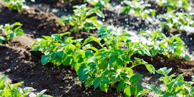 irrigation
