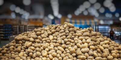 potato