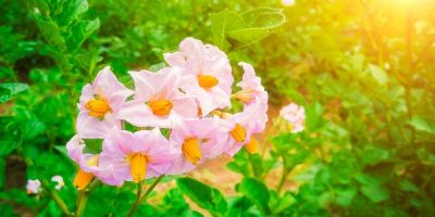 Syngenta