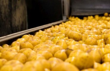potato processing
