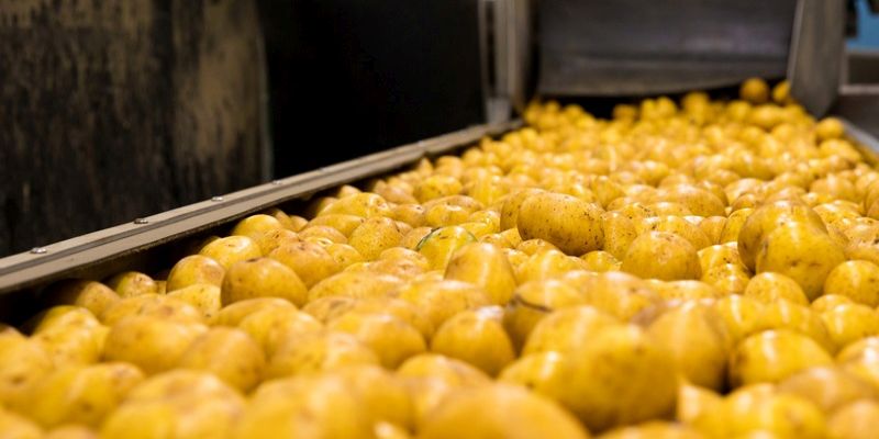 potato processing
