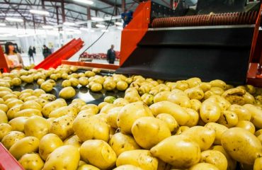potato processing