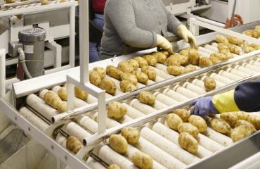 potato processors