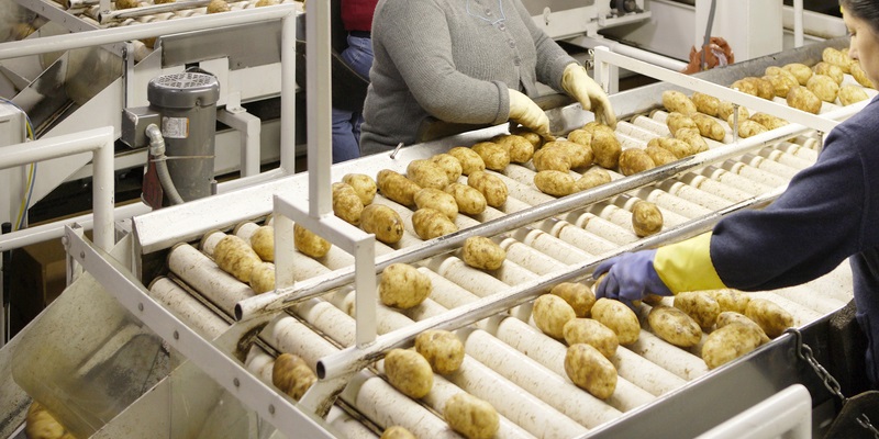 potato processors