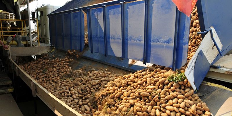 produção de batatas para colher