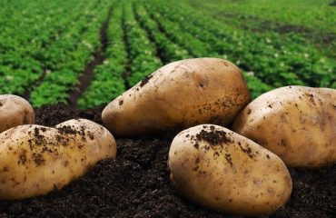 Potatoes NZ