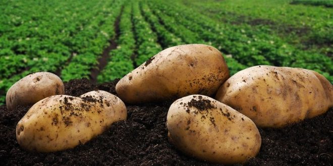 Potatoes NZ