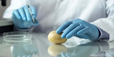 Potato Breeding Research