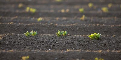 potato seeds