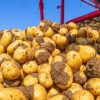 Potato_harvest_n