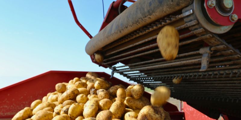 IFA: 2024 Belgium Potato Production ‘Still Behind Last Year’ – Potato ...