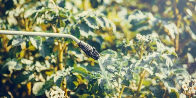 glyphosate