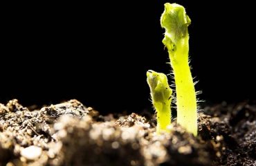 seed potatoes