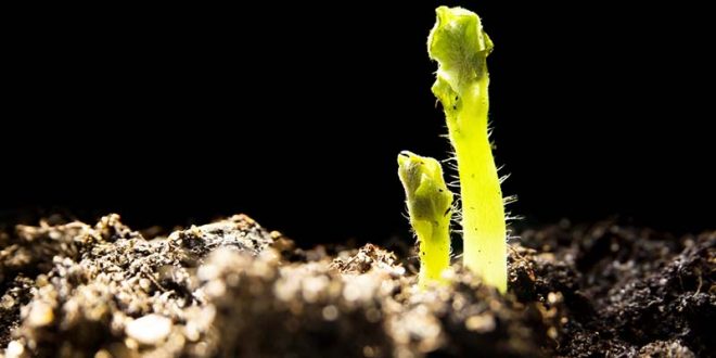 seed potatoes