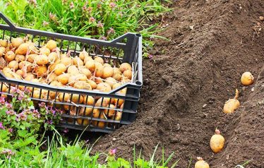 Planting,Of,Potatoes,On,A,Bio,Garden.,Seasonal,Work.