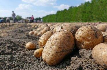 Wolrd Potato Congress