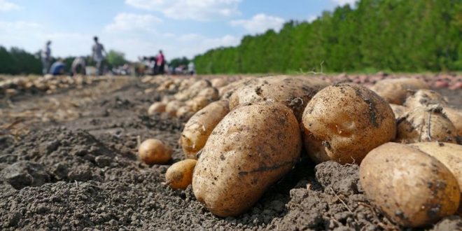 Wolrd Potato Congress