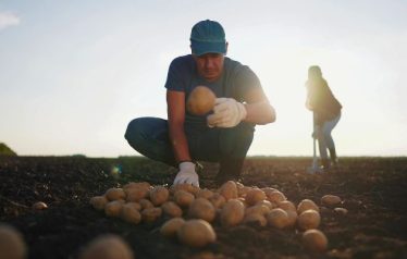 farmer_sorting_potatoes_on_the_field_n