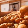 potato_conveyor_factory_n potato_conveyor_factory_n