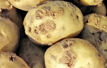 potato_wart_n