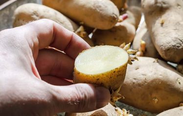 Hand,Holds,Half,Freshly,Cut,Potatoes.,A,Pile,Of,Seed