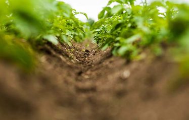 Potato,Field.,Fresh,Green,Potato,Field,Agriculture,Background.