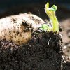 Chinese Investor Backs High-Tech Seed Potato Project In Kazakhstan