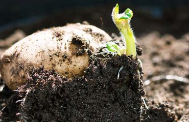 Sprouting,Potato,Seedling,Of,Early,Rose,Heirloom,Variety,,Little,Green