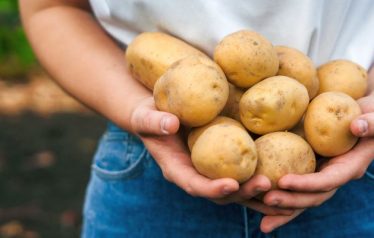 Cropped,Image,Of,Hands,Of,Caucasian,Woman,Farmer,Holding,Potatoes