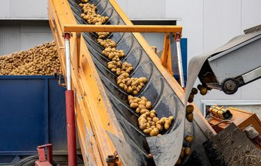 An,Industrial,Conveyor,Unloads,Pre-washed,Potatoes,,A,Raw,Material,For