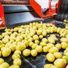 Ukraine Begins Construction of Its First Potato Processing Facility