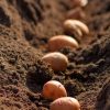 Process,Of,Planting,Potato,Field,In,The,Vegetable,Garden,,Close