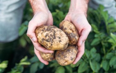 Close-up,Partial,View,Of,Farmer,Holding,Ripe,Organic,Potatoes,In